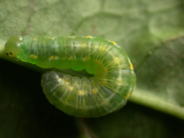 Greta hermana prepupa, KRW-138
