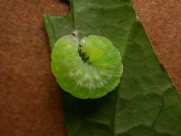 Greta hermana prepupa, KRW-140