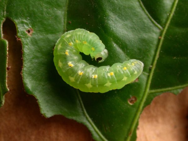 Greta hermana prepupa, KRW-171