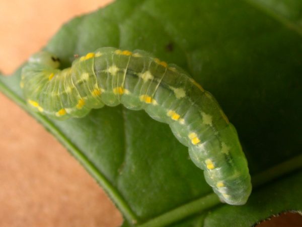 Greta hermana prepupa, KRW-78