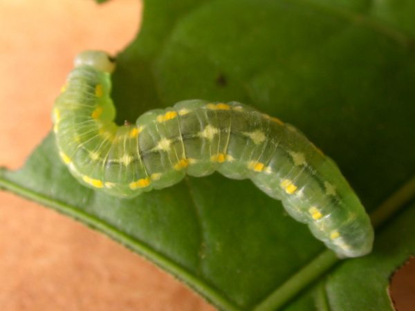 Greta hermana prepupa, KRW-78