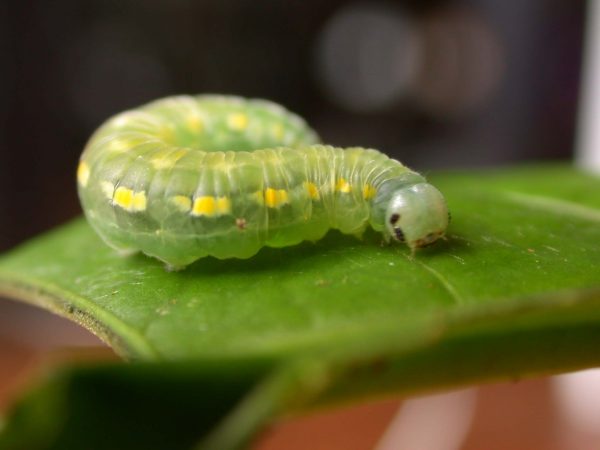 Greta hermana prepupa, KRW-78
