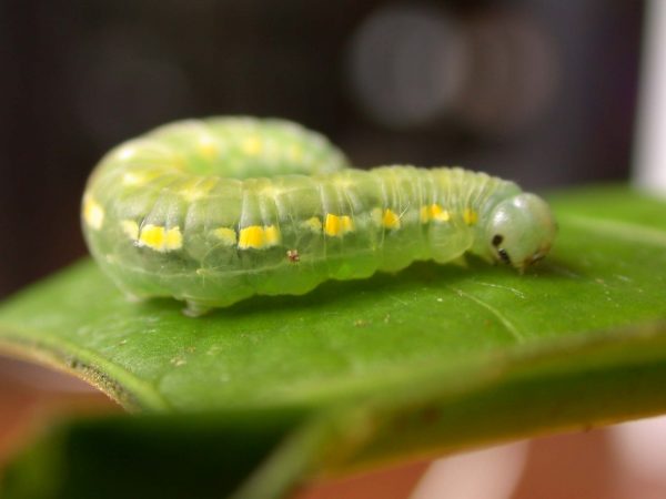 Greta hermana prepupa, KRW-78