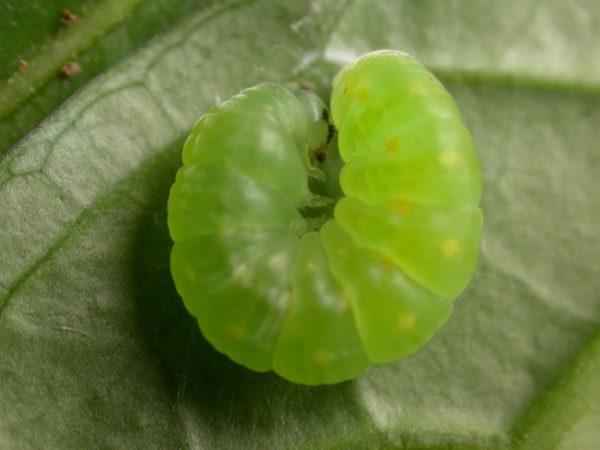 Greta hermana prepupa, KRW-78
