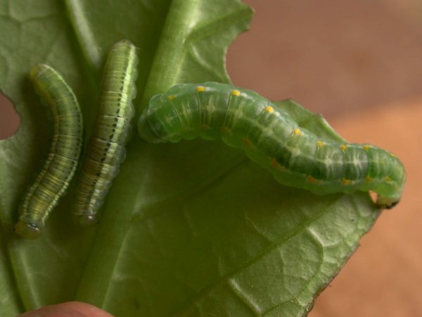 Greta hermana prepupa, KWR-172