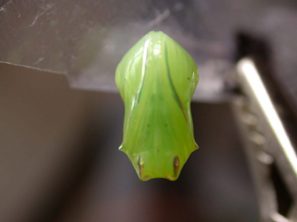 Greta hermana pupa ventral, KRW-168