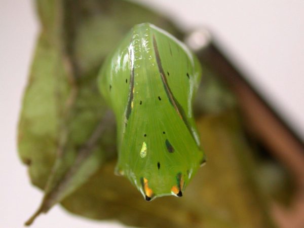 Greta hermana pupa ventral, KRW-169