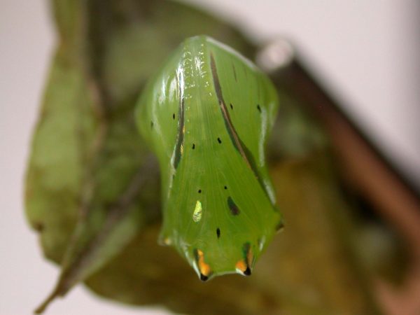 Greta hermana pupa ventral, KRW-169