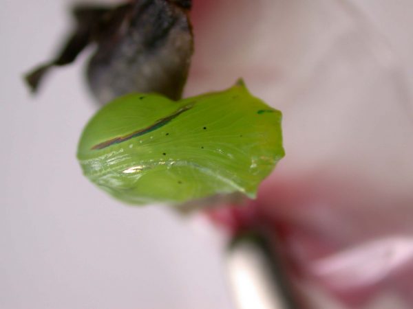 Greta hermana pupa ventral, KRW-170