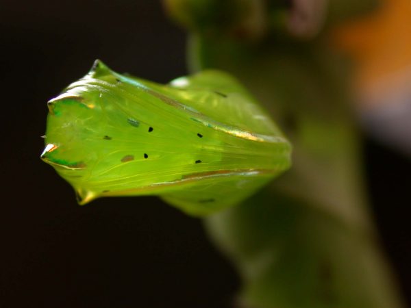 Greta hermana pupa ventral, KRW-171