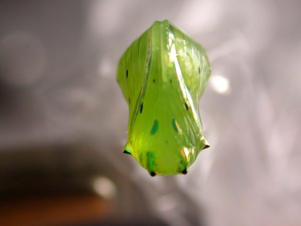 Greta hermana pupa ventral, KRW-172