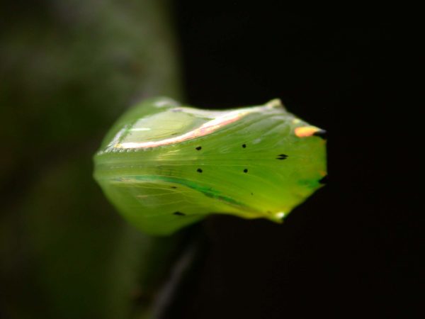 Greta hermana pupa ventral, KRW-173