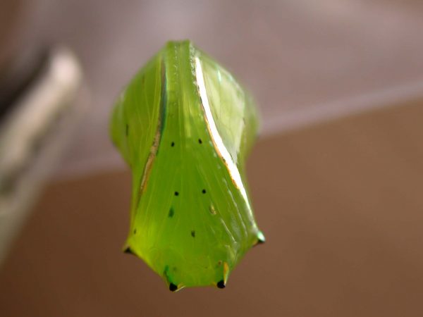 Greta hermana pupa ventral, KRW-190