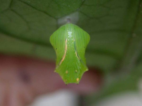 Greta hermana pupa ventral, KRW-80