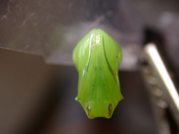 Greta hermana pupa ventral, KRW-168