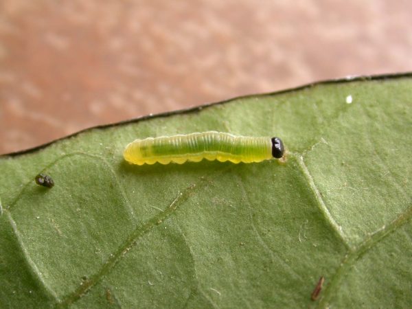 Greta spn 3rd instar, KRW-197