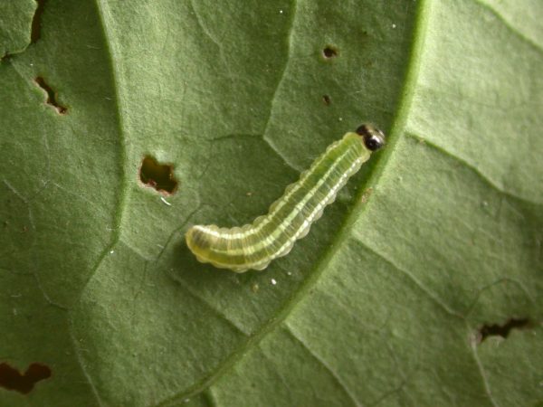 Greta spn 4th instar, KRW-197