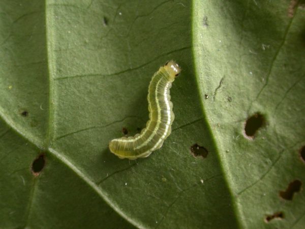 Greta spn 4th instar, KRW-197