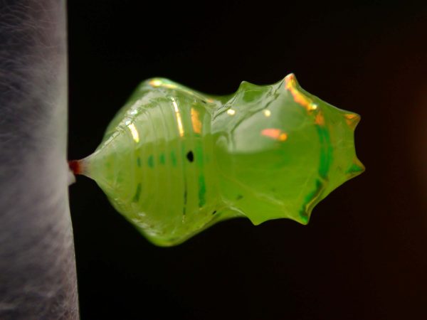 Greta spn pupa dorsal, KRW-197