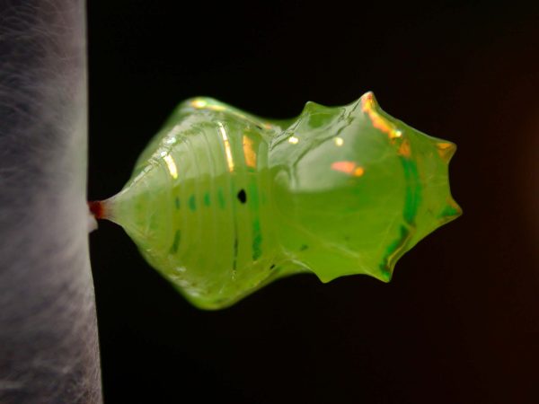 Greta spn pupa dorsal, KRW-197