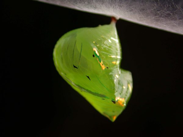 Greta spn pupa lateral, KRW-197