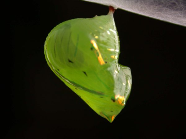 Greta spn pupa lateral, KRW-197