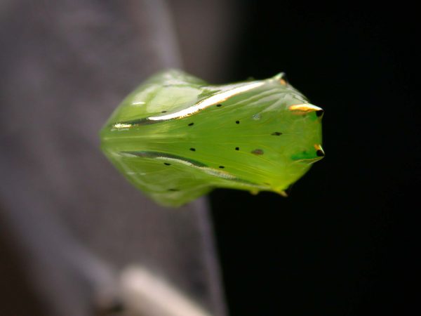 Greta spn pupa ventral, KRW-197