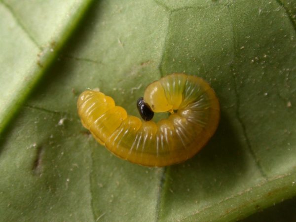 Greta ortygia 3rd instar, KRW-147