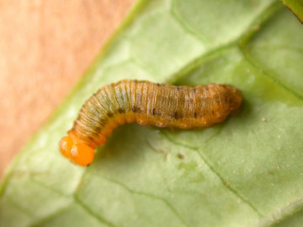 Greta ortygia 3rd instar, KRW-147