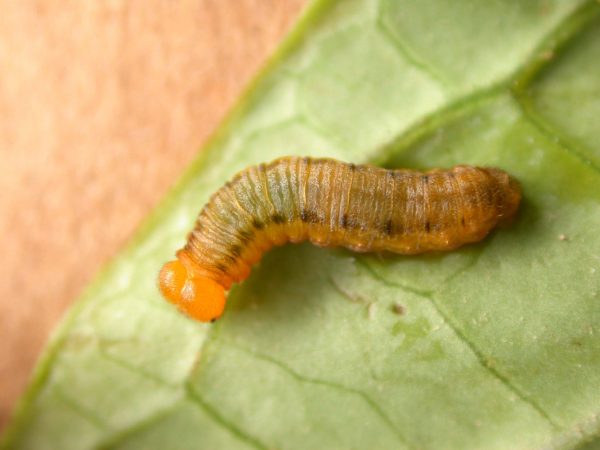 Greta ortygia 3rd instar, KRW-147