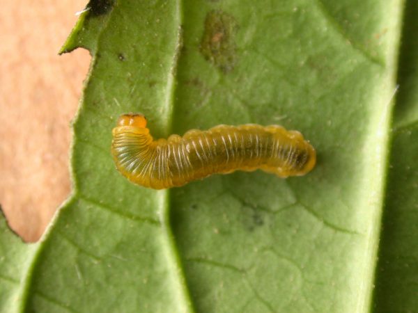 Greta ortygia 3rd instar, KRW-148