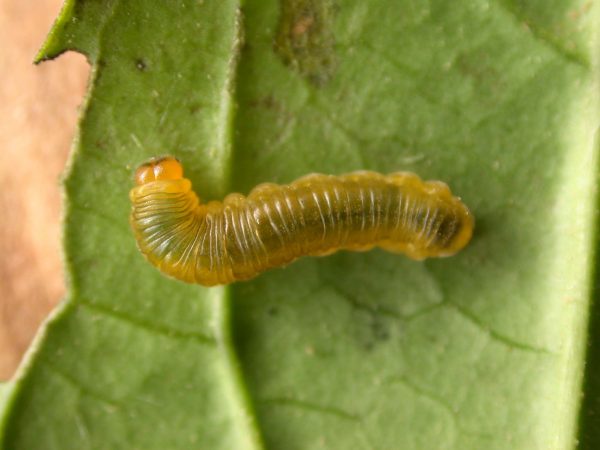 Greta ortygia 3rd instar, KRW-148