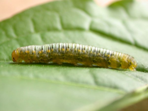 Greta ortygia 5th instar, KRW-147