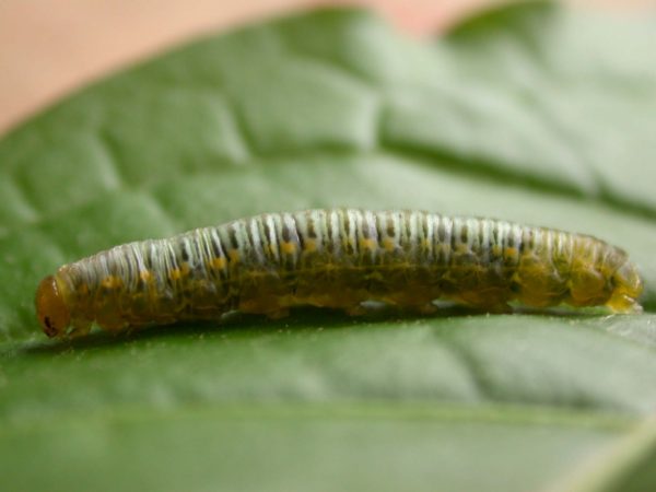 Greta ortygia 5th instar, KRW-147