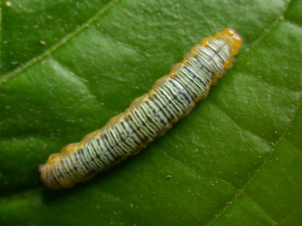 Greta ortygia 5th instar, KRW-147