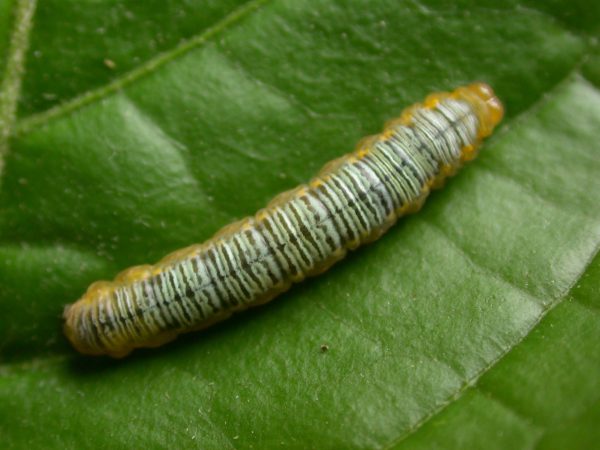 Greta ortygia 5th instar, KRW-147