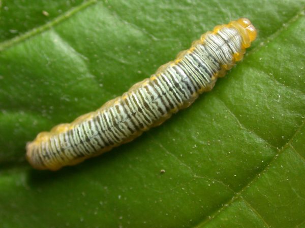 Greta ortygia 5th instar, KRW-147