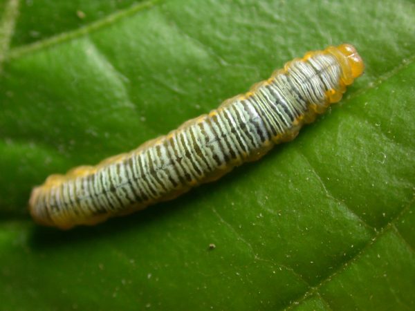 Greta ortygia 5th instar, KRW-147