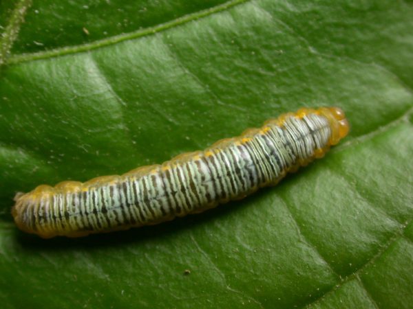 Greta ortygia 5th instar, KRW-147