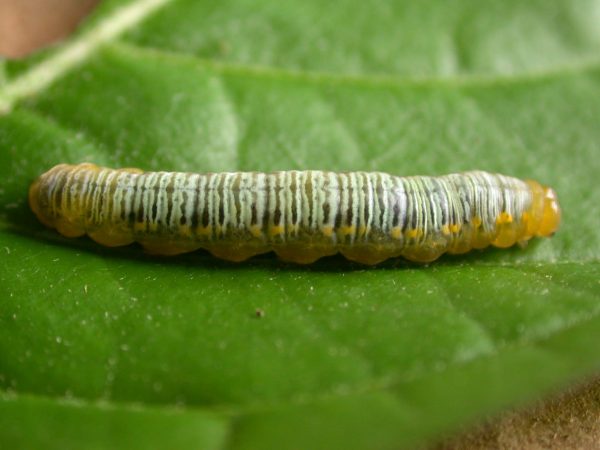 Greta ortygia 5th instar, KRW-147