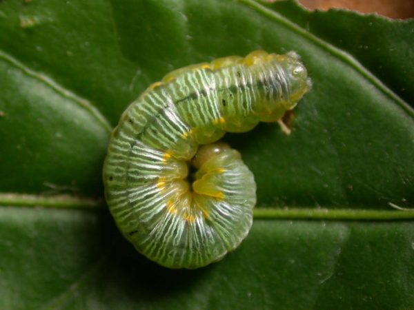 Greta ortygia 5th instar, KRW-147