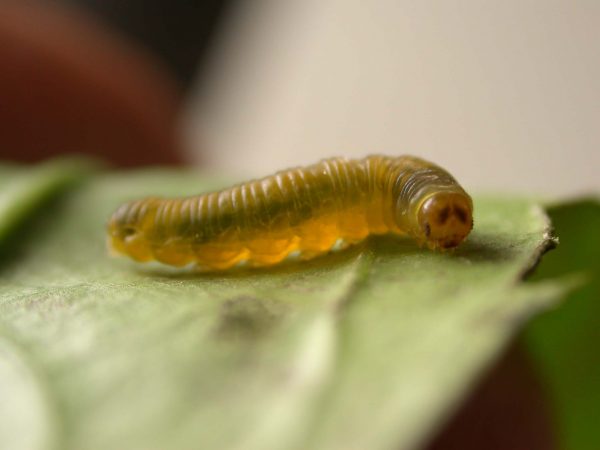 Greta ortygia 5th instar, KRW-148