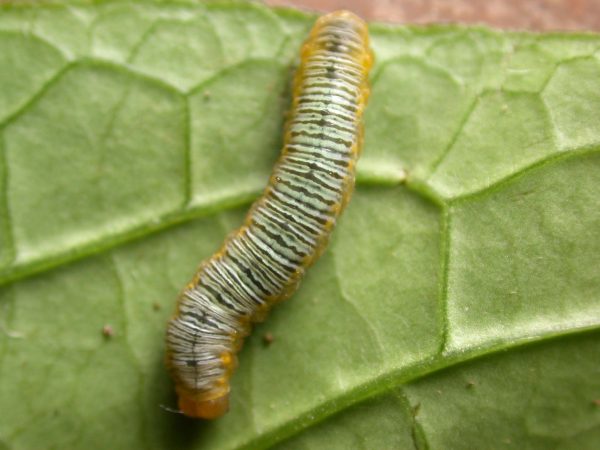 Greta ortygia 5th instar, KRW-148