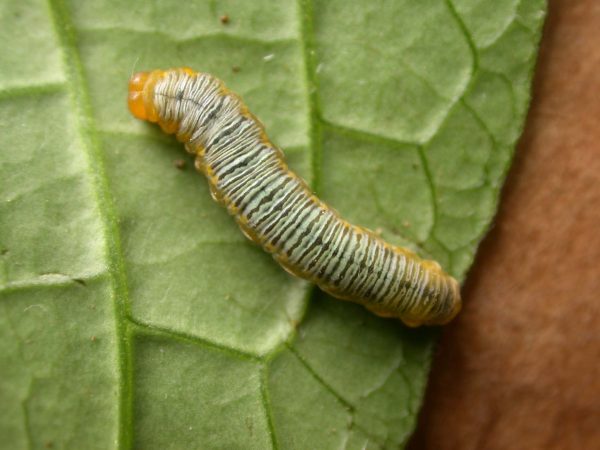 Greta ortygia 5th instar, KRW-148