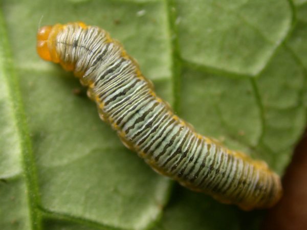 Greta ortygia 5th instar, KRW-148