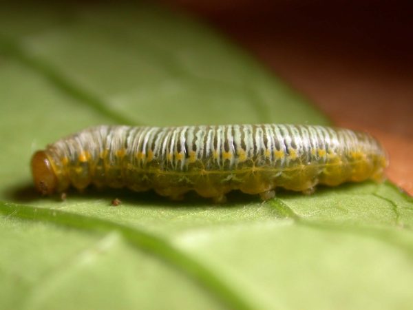 Greta ortygia 5th instar, KRW-148