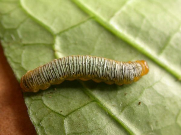 Greta ortygia 5th instar, KRW-148