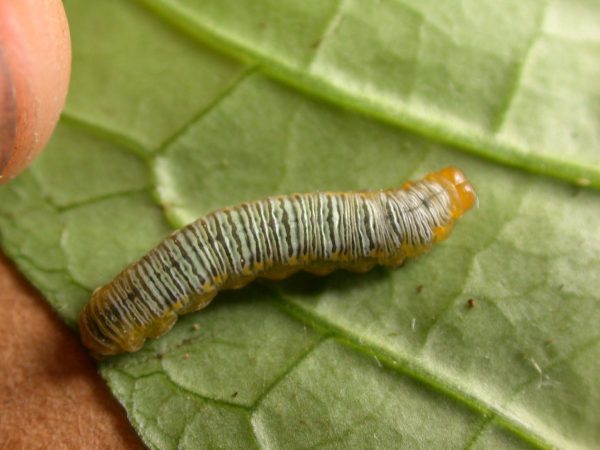 Greta ortygia 5th instar, KRW-148