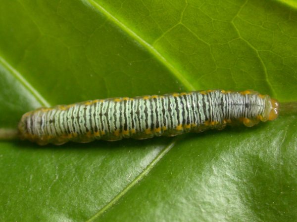 Greta ortygia 5th instar, KRW-148