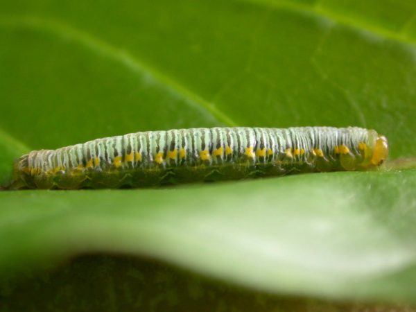 Greta ortygia 5th instar, KRW-148